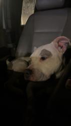 Shelter Stray Female Dog last seen Near Chattahoochee Cir, Roswell,, 1251 Fulton Industrial Blvd NW, Atlanta, GA 30336, USA