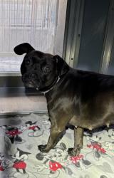 Shelter Stray Female Dog last seen N Sunnyside Ave & E Holland Ave, Fresno Zone Fresno CO 2 93727, CA, 1510 W Dan Ronquillo Dr, Fresno, CA 93706, USA