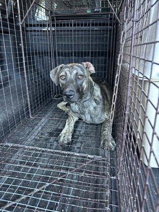 Shelter Stray Male Dog last seen S 10th St & E Kaviland Ave, Fresno/Calwa Zone Fresno CO 3 93725, CA, 1510 W Dan Ronquillo Dr, Fresno, CA 93706, USA
