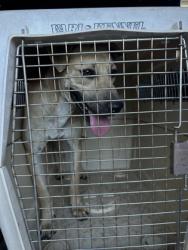 Shelter Stray Male Dog last seen S 10th St & E Kaviland Ave, Fresno/Calwa Zone Fresno CO 3 93725, CA, 1510 W Dan Ronquillo Dr, Fresno, CA 93706, USA