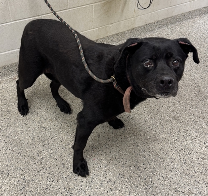 Shelter Stray Male Dog last seen Near Park Ave, 64132, MO, 7077 Elmwood Ave, Kansas City, MO 64132, USA