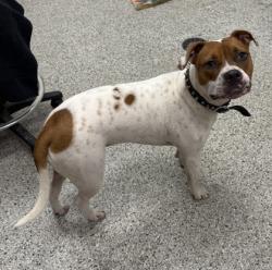 Shelter Stray Female Dog last seen Near Park Ave, 64132, MO, 7077 Elmwood Ave, Kansas City, MO 64132, USA
