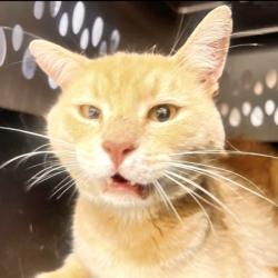 Shelter Stray Male Cat last seen Near Carter St S-W 98284, Sedro-Woolley, WA, 18911 Kelleher Rd, Burlington, WA 98233, USA