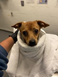 Shelter Stray Male Dog last seen Shoulder of I-5 N just south of downtown, Seattle, WA, 2061 15th Ave W, Seattle, WA 98119, USA
