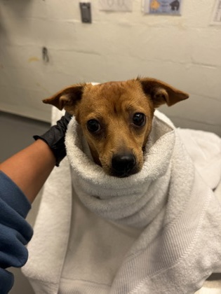 Shelter Stray Male Dog last seen Shoulder of I-5 N just south of downtown, Seattle, WA, 2061 15th Ave W, Seattle, WA 98119, USA