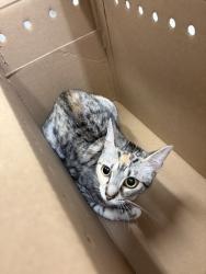 Shelter Stray Female Cat last seen Near blk S Hanford St, Seattle, WA, 2061 15th Ave W, Seattle, WA 98119, USA