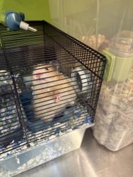 Shelter Stray Unknown Hamster last seen Near blk S Hanford St, Seattle, WA, 2061 15th Ave W, Seattle, WA 98119, USA
