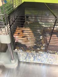 Shelter Stray Unknown Hamster last seen Near blk S Hanford St, Seattle, WA, 2061 15th Ave W, Seattle, WA 98119, USA