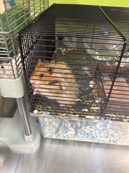 Shelter Stray Unknown Hamster last seen Near blk S Hanford St, Seattle, WA, 2061 15th Ave W, Seattle, WA 98119, USA