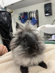 Shelter Stray Female Rabbit last seen N. 127th St and Palantine Ave N, Seattle, WA, 2061 15th Ave W, Seattle, WA 98119, USA