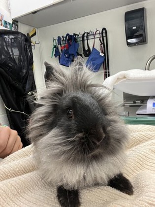 Shelter Stray Female Rabbit last seen N. 127th St and Palantine Ave N, Seattle, WA, 2061 15th Ave W, Seattle, WA 98119, USA