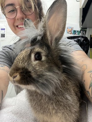 Shelter Stray Female Rabbit last seen N. 127th St and Palantine Ave N, Seattle, WA, 2061 15th Ave W, Seattle, WA 98119, USA