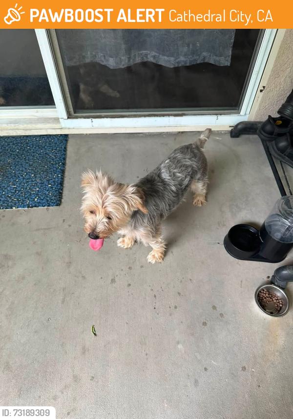 Found/Stray Male Dog last seen Corral Rd, Cathedral City, CA 92234