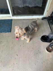 Found/Stray Male Dog last seen Corral Rd, Cathedral City, CA 92234