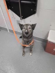 Shelter Stray Male Dog last seen County Line Rd, Sevier County ACO, TN, 1008 Old Knoxville Hwy, Sevierville, TN 37862, USA