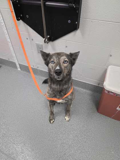 Shelter Stray Male Dog last seen County Line Rd, Sevier County ACO, TN, 1008 Old Knoxville Hwy, Sevierville, TN 37862, USA