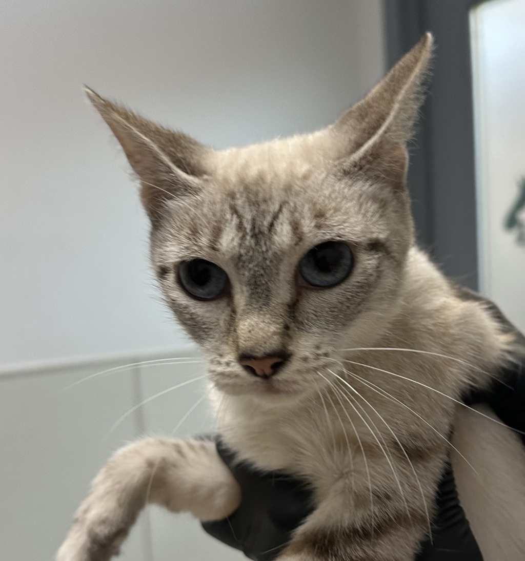 Shelter Stray Female Cat last seen Near Commercial Street, San Diego, CA, 92113, 5500 Gaines St, San Diego, CA 92110, USA