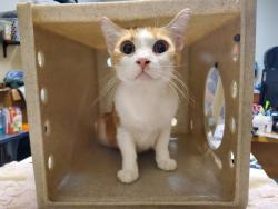Shelter Stray Female Cat last seen Benet Road, Oceanside, CA, 92057, Oceanside, CA 92058, USA