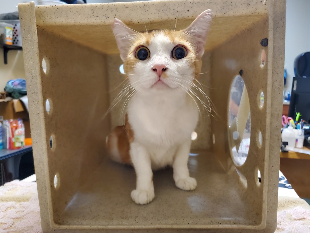 Shelter Stray Female Cat last seen Benet Road, Oceanside, CA, 92057, Oceanside, CA 92058, USA