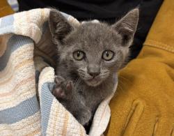 Shelter Stray Male Cat last seen Near Fletcher Pkwy, El Cajon, CA, 92020, El Cajon, CA 92020, USA