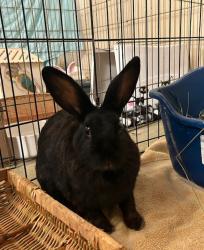 Shelter Stray Female Rabbit last seen Near Capistrano Drive, Oceanside, CA, 92054, Oceanside, CA 92058, USA