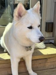 Lost Male Dog last seen Run away from the entrance gate before the small bridge towards the Pinole shoreline, Richmond, CA 94806