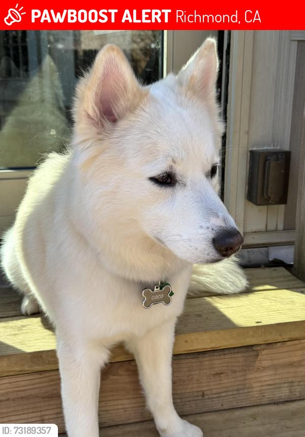 Lost Male Dog last seen Run away from the entrance gate before the small bridge towards the Pinole shoreline, Richmond, CA 94806