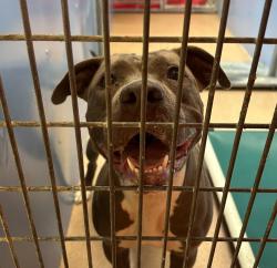 Shelter Stray Female Dog last seen Near Marzo Street, San Diego, CA, 92154, 5500 Gaines St, San Diego, CA 92110, USA