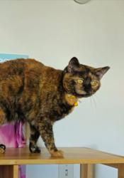 Lost Female Cat last seen 3rd street new Cumberland, pa, New Cumberland, PA 17070