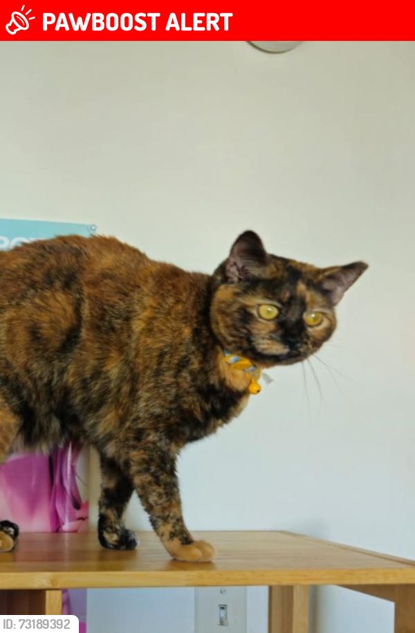 Lost Female Cat last seen 3rd street new Cumberland, pa, New Cumberland, PA 17070