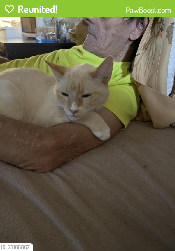 Reunited Male Cat last seen Mercy SannJuan hosp, Carmichael, CA 95608