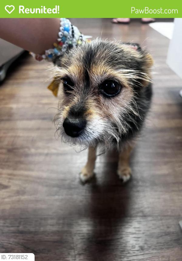 Reunited Female Dog last seen Avenida Halago and Camino Claraboya, Menifee, CA 92585