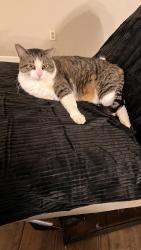 Lost Male Cat last seen Penn and Britton, The Village, OK 73120