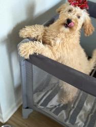 Reunited Female Dog last seen Near Jessa Dr, Kissimmee, FL 34743, USA, Kissimmee, FL 34743