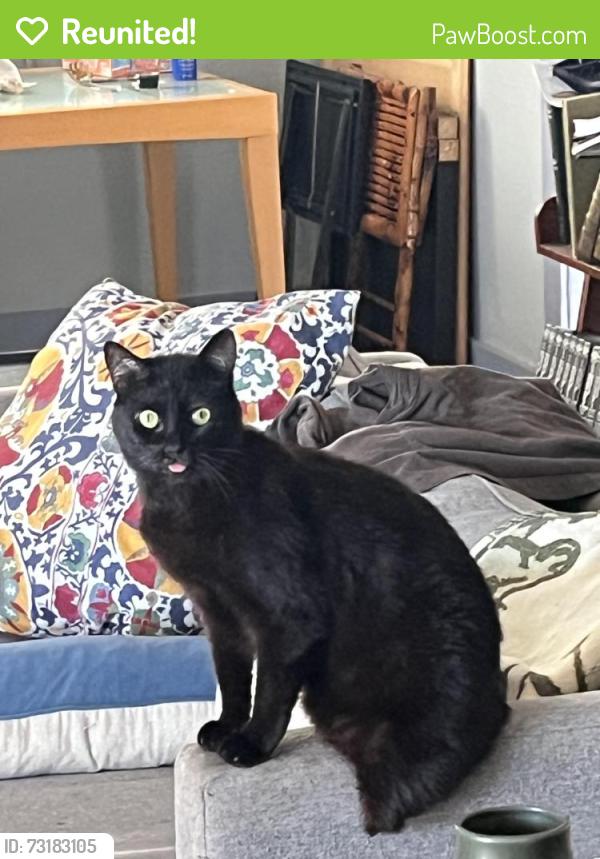 Reunited Male Cat last seen 122nd street / menlo ave , hawthorne , ca, Hawthorne, CA 90250