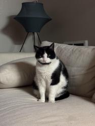 Reunited Male Cat last seen Hacienda Ave, San Lorenzo, CA 94580