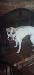 Lost Female Dog last seen Near barry ln cleburne tx, Cleburne, TX 76031