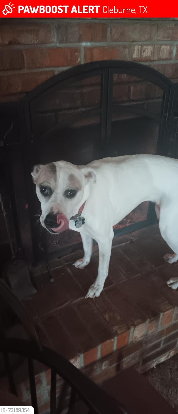 Lost Female Dog last seen Near barry ln cleburne tx, Cleburne, TX 76031