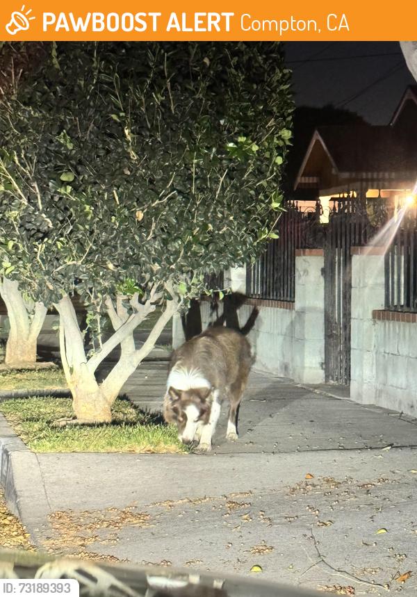 Found/Stray Unknown Dog last seen Compton Avenue and Mayo Avenue, Compton, CA 90221
