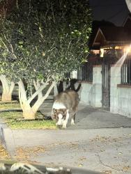 Found/Stray Unknown Dog last seen Compton Avenue and Mayo Avenue, Compton, CA 90221