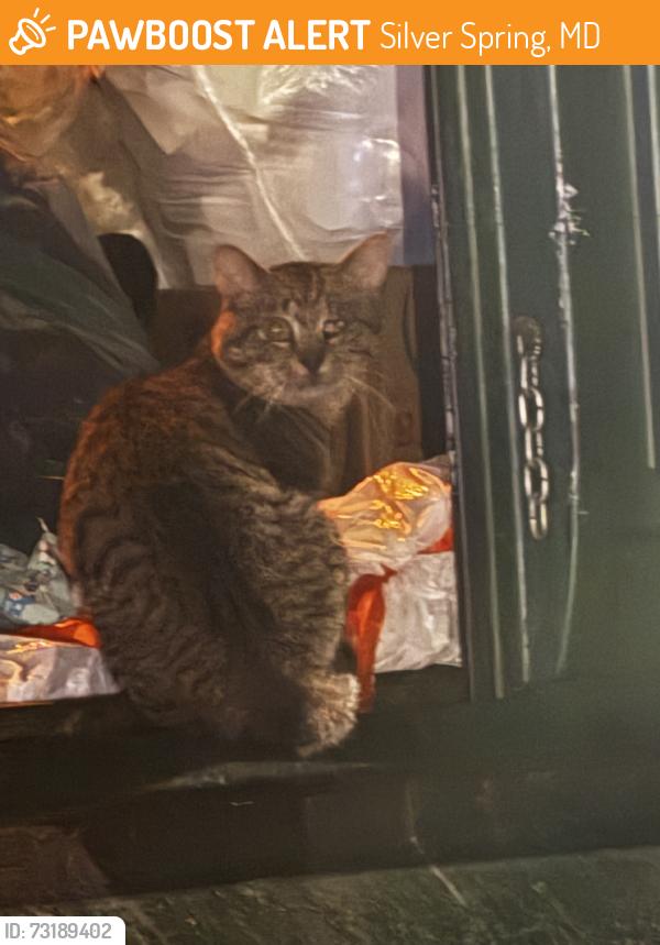 Found/Stray Unknown Cat last seen near the dumpster, Silver Spring, MD 20903