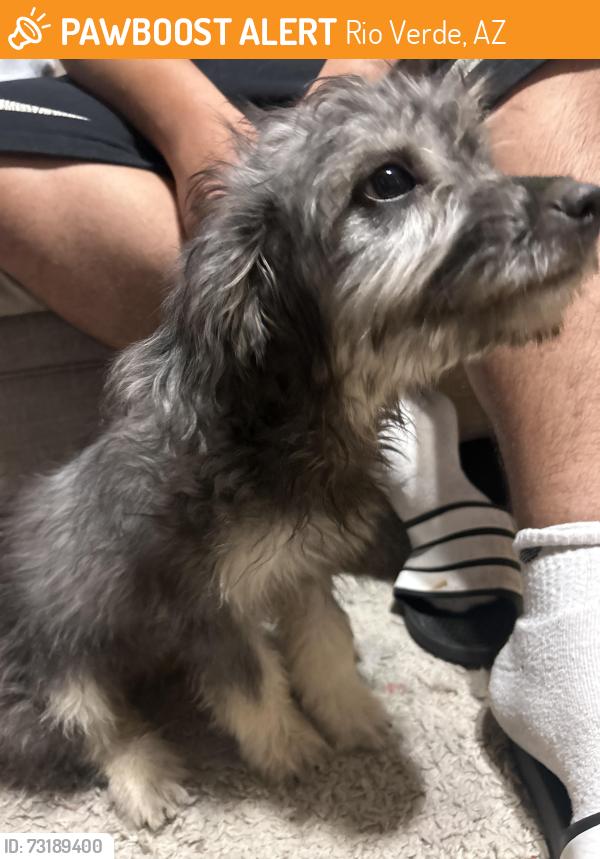 Found/Stray Female Dog last seen Rio verde, Rio Verde, AZ 85263