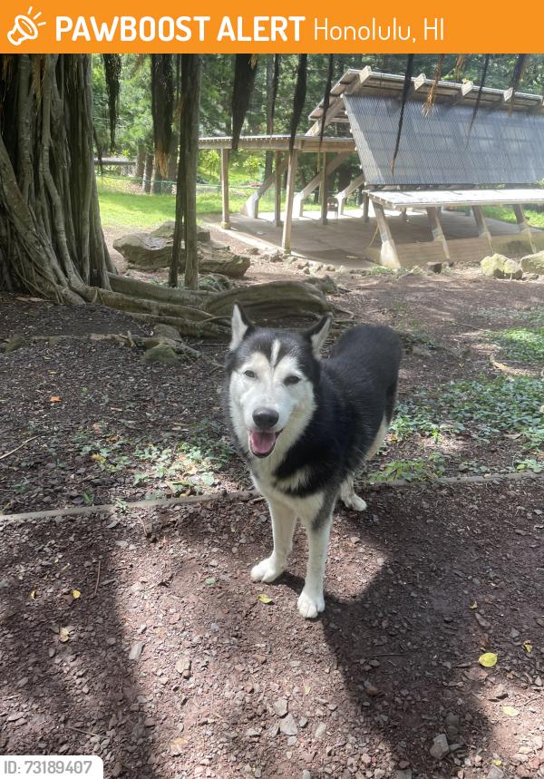 Found/Stray Unknown Dog last seen Makiki valley trailhead, Honolulu, HI 96822