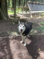 Found/Stray Unknown Dog last seen Makiki valley trailhead, Honolulu, HI 96822