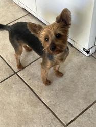 Lost Male Dog last seen Fourth street, Albuquerque, NM 87113