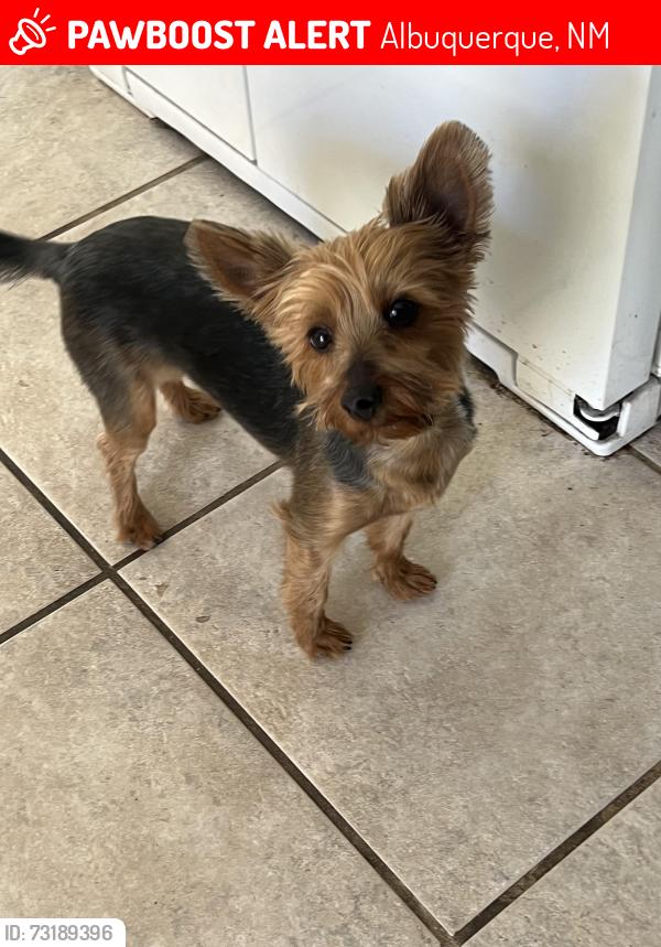 Lost Male Dog last seen Fourth street, Albuquerque, NM 87113