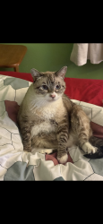 Lost Female Cat last seen valencia hill drive, Riverside, CA 92507