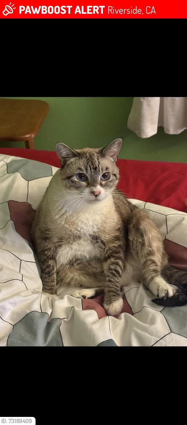 Lost Female Cat last seen valencia hill drive, Riverside, CA 92507