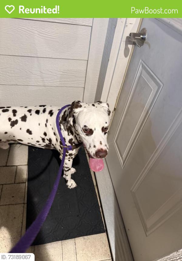 Reunited Male Dog last seen Distant Woods Dr Copper Village, Houston, TX 77095