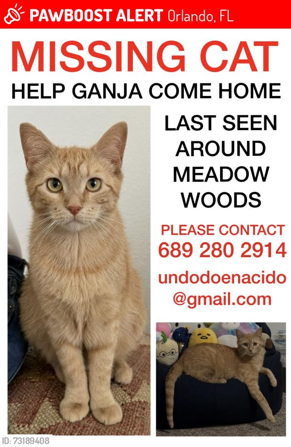 Lost Female Cat last seen Saw grass plantation blvd, Orlando, FL 32824